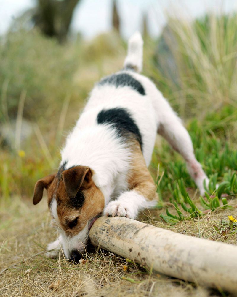 Enrichissement_Canin_cours12