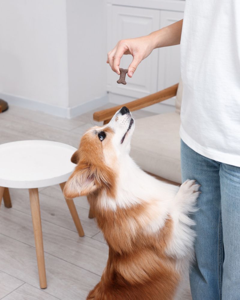 Enrichissement_Canin_cours3