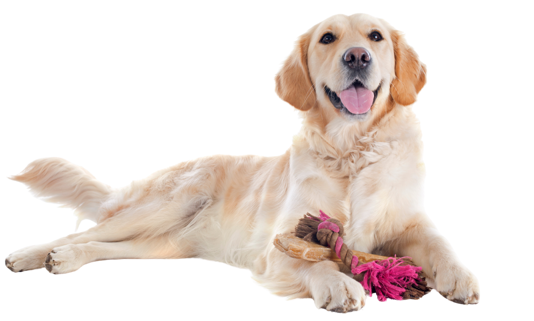 enrichissement-canin-golden-retriever-e1781465803568.png